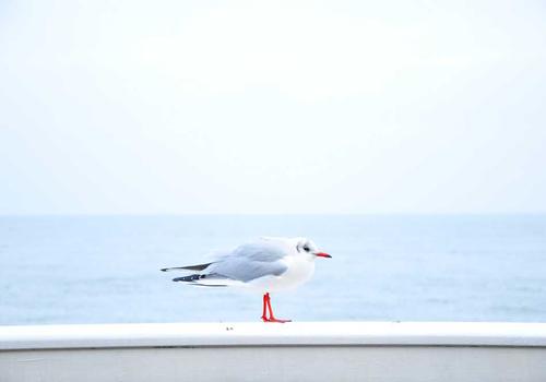 双色球玩法